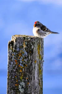 Hummigbird