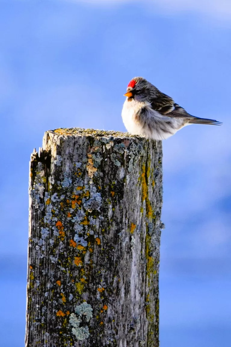 Hummingbirds: A Guide to Understanding and Caring for These Tiny Wonders